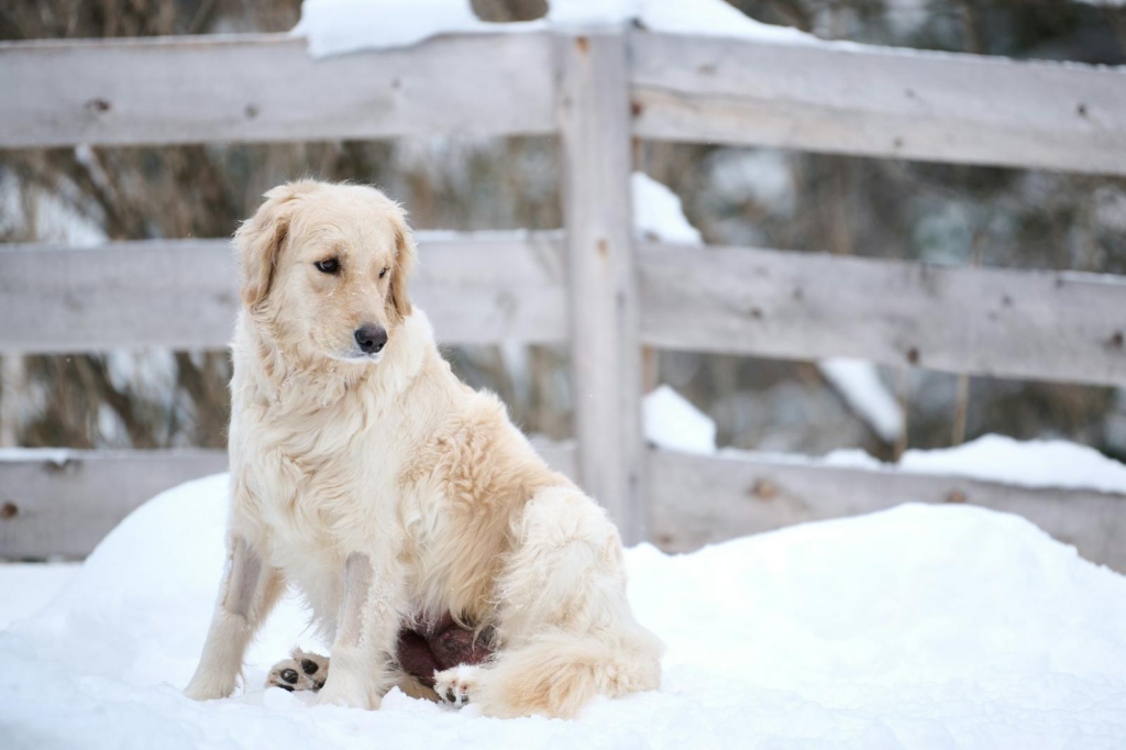 Les races de chiens : decouverte des fiches de caracteristiques