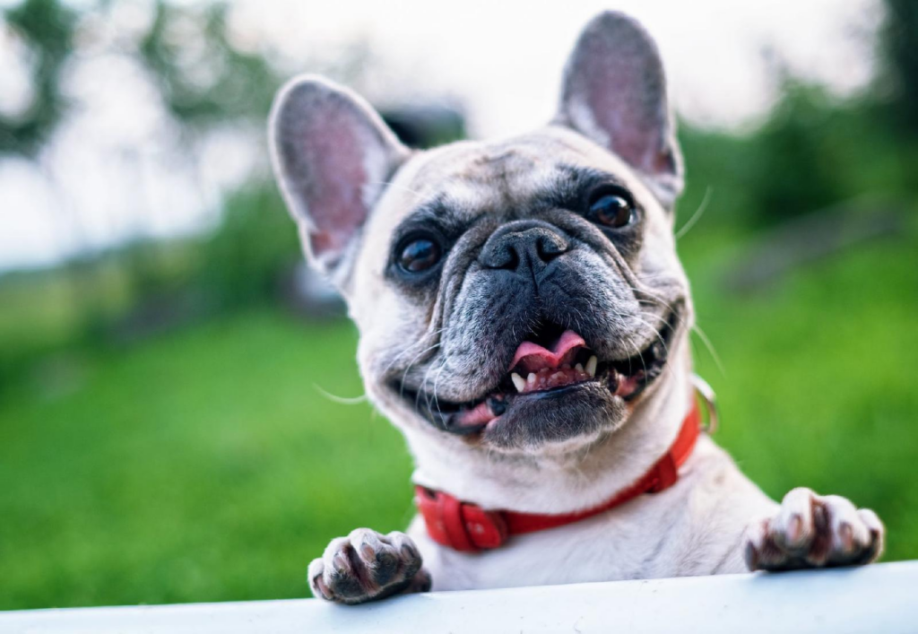 Le bouledogue francais : decouvrez ses caracteristiques, histoire et sante