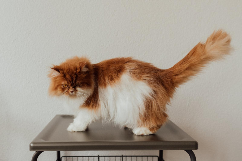 Comment nettoyer les yeux du chat persan et prendre soin de votre compagnon a poil long