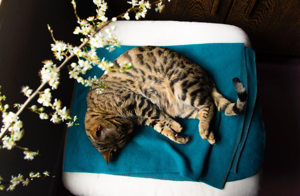 Le chat bengal : une apparence de fauve et bien plus encore