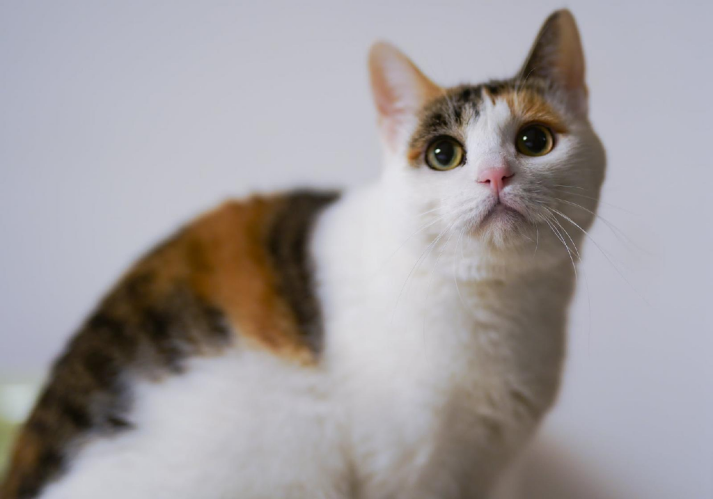 Chat calico ou chat tricolore : tout savoir sur ces felins fascinants