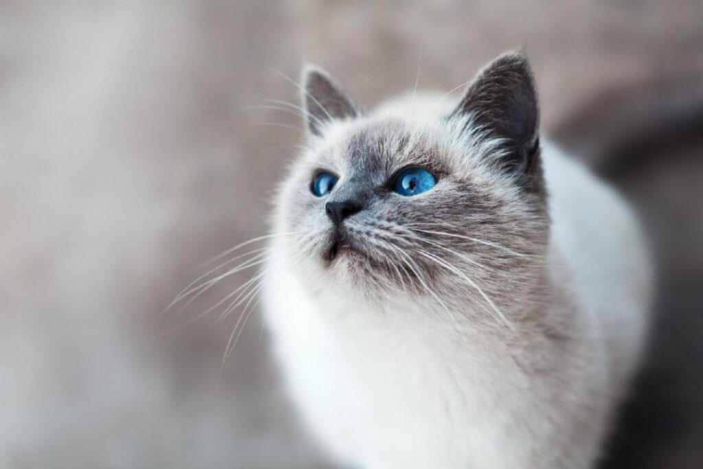 Les raisons pour lesquelles une assurance pour chat est indispensable